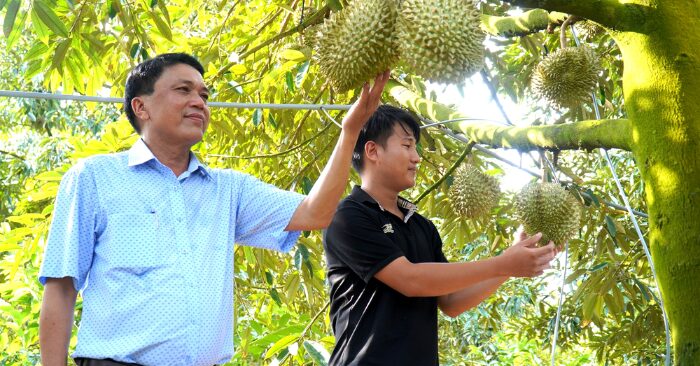 Giá trái cây: Nghịch lý giá vườn rẻ mạt nhưng giá chợ tăng gấp 5 lần