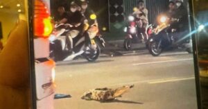 Cá sấu Đồng Nai bò trên quốc lộ 1 làm dân hoảng sợ