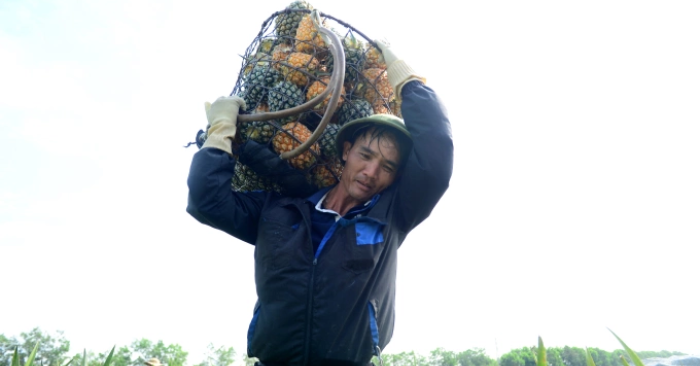 Giá dứa Thanh Hóa giảm sâu khiến nông dân điêu đứng