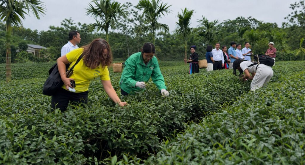 HTX chè Thái Nguyên phát triển du lịch trải nghiệm, thu hút du khách và tạo thêm động lực nâng cao thu nhập.