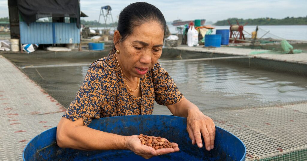 Đôi bàn tay bà Hồng đang bốc đậu tương, kiểm tra thức ăn cho cá.