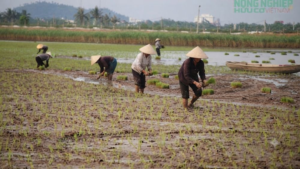 Khám phá hành trình 10 năm đầy thử thách của nông dân Hải Phòng để đưa hạt gạo ruộng rươi đạt chứng nhận hữu cơ quốc tế, vươn ra thị trường thế giới.