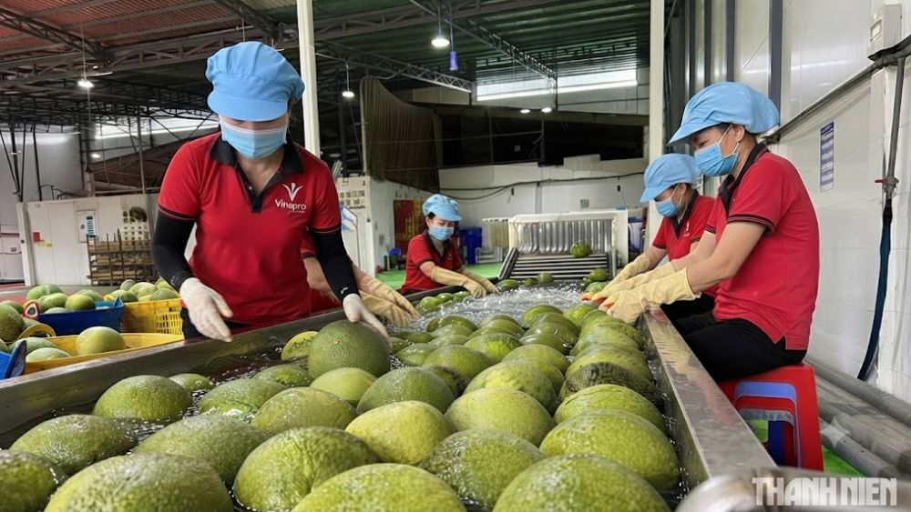 EU siết chặt quy định an toàn thực phẩm và tiêu chuẩn chống phá rừng (EUDR) đối với nông sản nhập khẩu.
