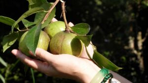 Quả sở – nguyên liệu cho dầu sở giàu omega cao cấp, loại cây được ví như “nhả ra vàng” với giá trị kinh tế và dinh dưỡng nổi bật.