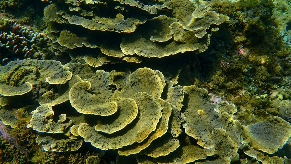 Rừng san hô Hòn Chồng ở Nha Trang phục hồi sau thời gian bị xâm hại, góp phần bảo tồn hệ sinh thái biển quý giá. Khám phá vẻ đẹp dưới nước.