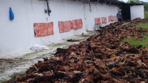 Chập điện khiến gần 10.000 con gà ở Thanh Hóa chết ngạt, gây thiệt hại lớn cho người chăn nuôi. Xem chi tiết vụ việc