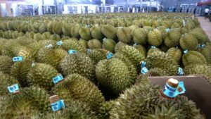 Sầu riêng Đắk Lắk vướng quy định mã số vùng trồng, ảnh hưởng xuất khẩu chính ngạch. Tìm hiểu những khó khăn và hướng tháo gỡ.
