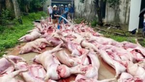 Sét đánh gây mất điện tại hai trang trại ở Bắc Ninh, hơn 550 con lợn chết ngạt, thiệt hại ước tính 5,5 tỷ đồng.