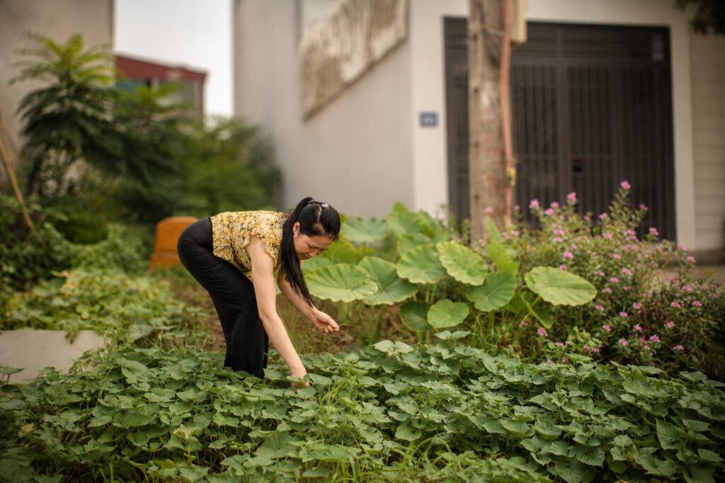 Bà Lê Thị Minh Khuyên chăm sóc vườn rau gần nhà ở Yên Lạc, hình ảnh phản ánh nhịp sống giản dị trong giai đoạn hiện tại của nhân vật.