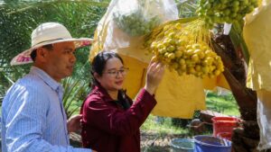 Khám phá vườn chà là ở Khánh Hòa với những buồng quả sai trĩu, giá bán hơn nửa triệu đồng/kg, thu hút nhiều người quan tâm.