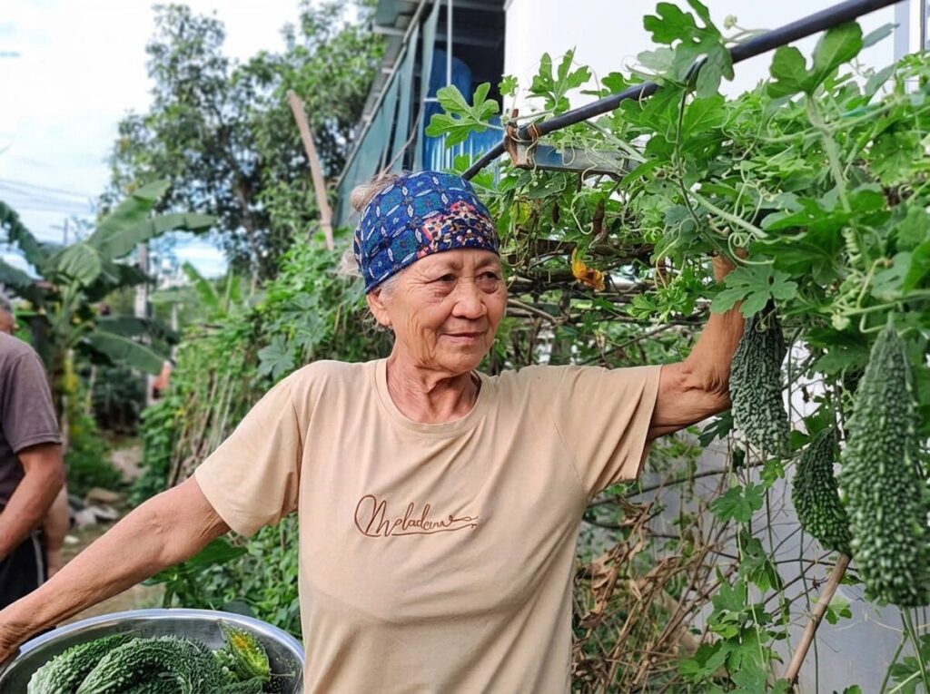 Bà Nguyễn Thị Sinh thu hoạch rau trong khu vườn cạnh nhà ở xã Biện Thượng, huyện Vĩnh Lộc, Thanh Hóa, phản ánh nhịp sống thường ngày của nhân vật.