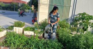 Cô giáo Bùi Thị Hà chăm sóc vườn rau trước nhà tại phường Hiệp Hòa, minh họa hành trình cô giáo vượt qua bệnh tật hiểm nghèo và trở lại nhịp sống thường ngày.