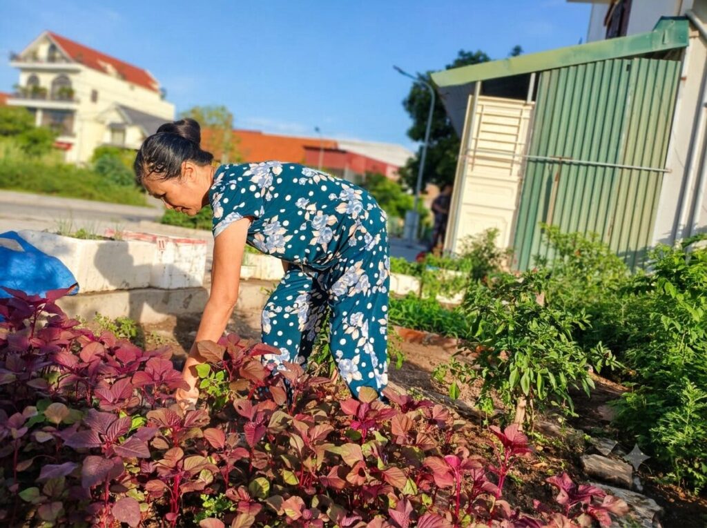 Cô giáo Bùi Thị Hà làm cỏ và chăm sóc luống rau tại khu vực trước nhà ở Hiệp Hòa, phản ánh cuộc sống hiện tại sau hành trình cô giáo vượt qua bệnh tật hiểm nghèo.