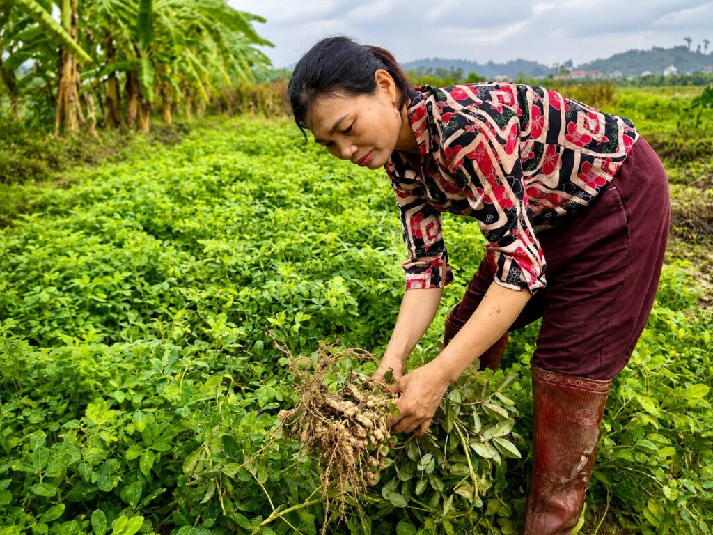 Chị Nguyễn Thị Thúy thu hoạch lạc trên cánh đồng ở phường Lê Đại Hành, thành phố Hải Phòng sau nhiều năm lao động và vượt qua bạo lực gia đình.